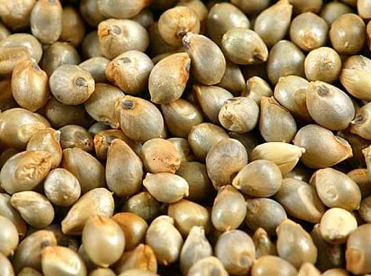 The Forgotten, Multi-Beneficial Grain – Pearl Millet (Bajra)