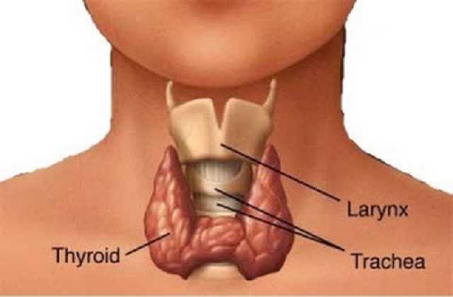 Thyroid During Pregnancy