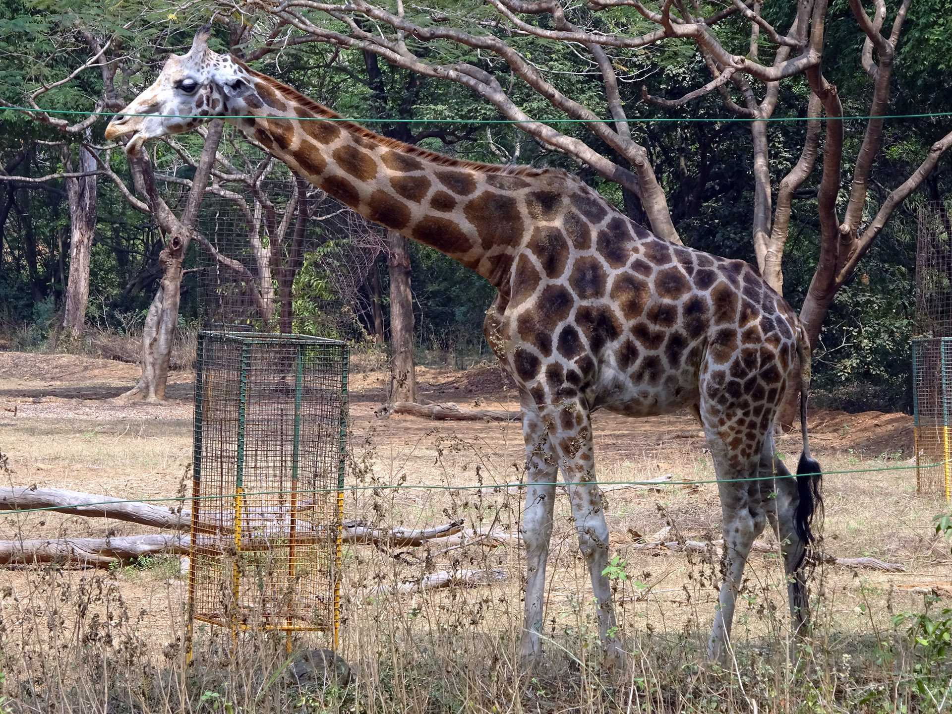 Best Zoos In India