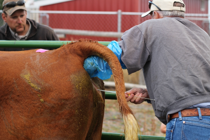 Cow's Artificial Insemination