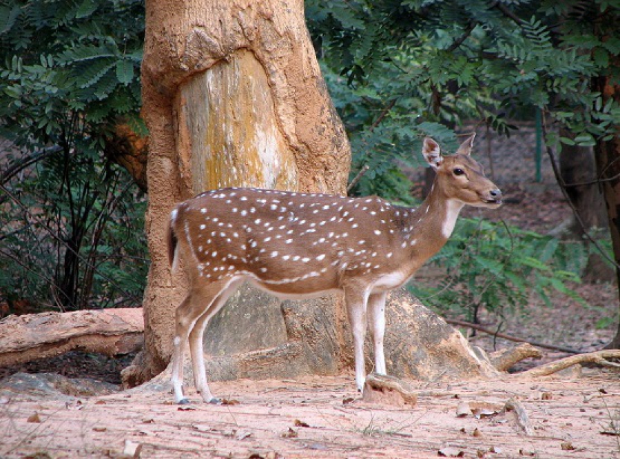 Jawahar Deer Park - Places To Visit With Kids In Hyderabad