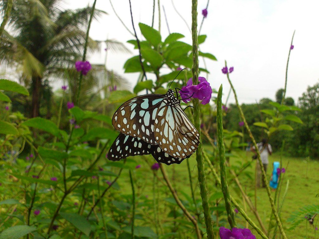 Ovalekar Wadi Butterfly Garden - Places To Visit With Couples In Mumbai