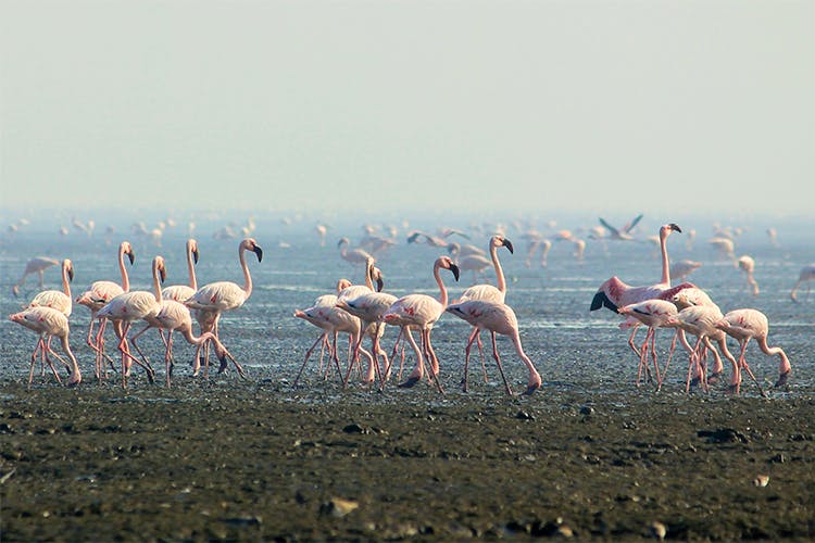 Sewri Jetty - Best Tourist Places To Visit In Mumbai