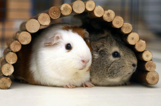 Pet Guinea Pigs - Why Pets are Important for Development of Kids