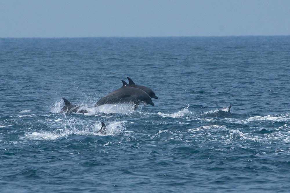 Dolphin Tours, Goa