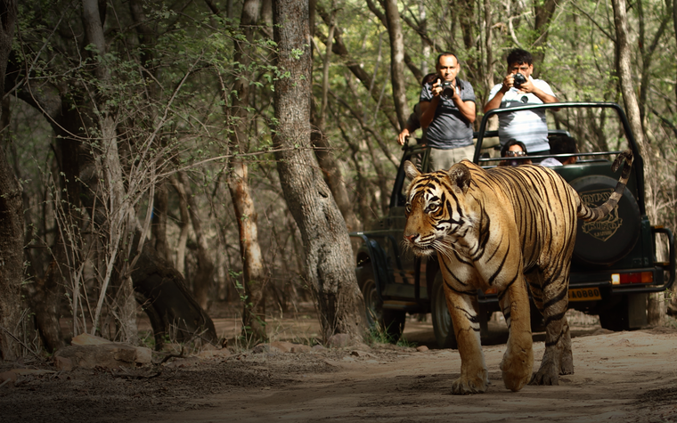 Ranthambore Jungle Safari - Best Adventurous Things To Do In Jaipur With Kids