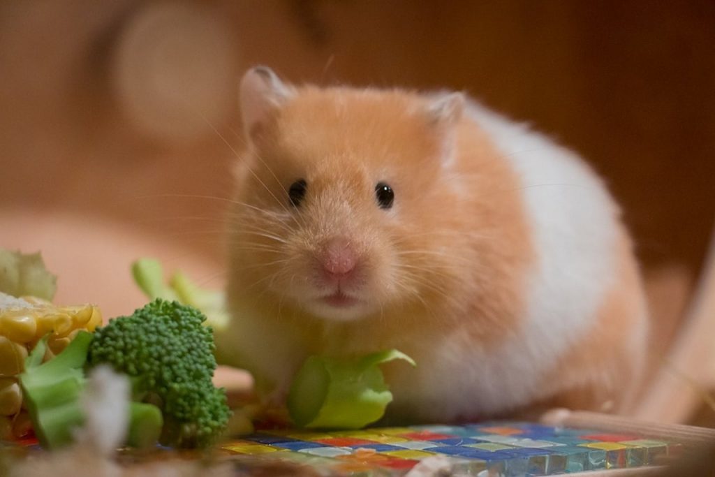 Pet Hamsters - Why Pets are Important for Development of Kids