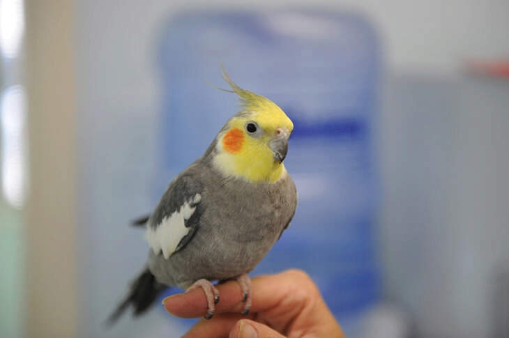 Pet Birds - Why Pets are Important for Development of Kids