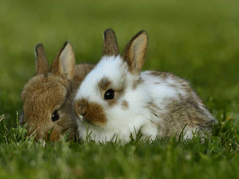 Pet rabbits - Why Pets are Important for Development of Kids