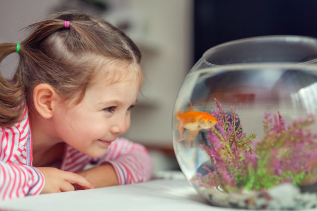 Pet Fish - Why Pets are Important for Development of Kids