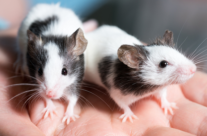 Pet Mice - Why Pets are Important for Development of Kids