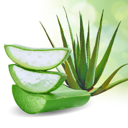 Aloe Vera Gel For Mosquitoes