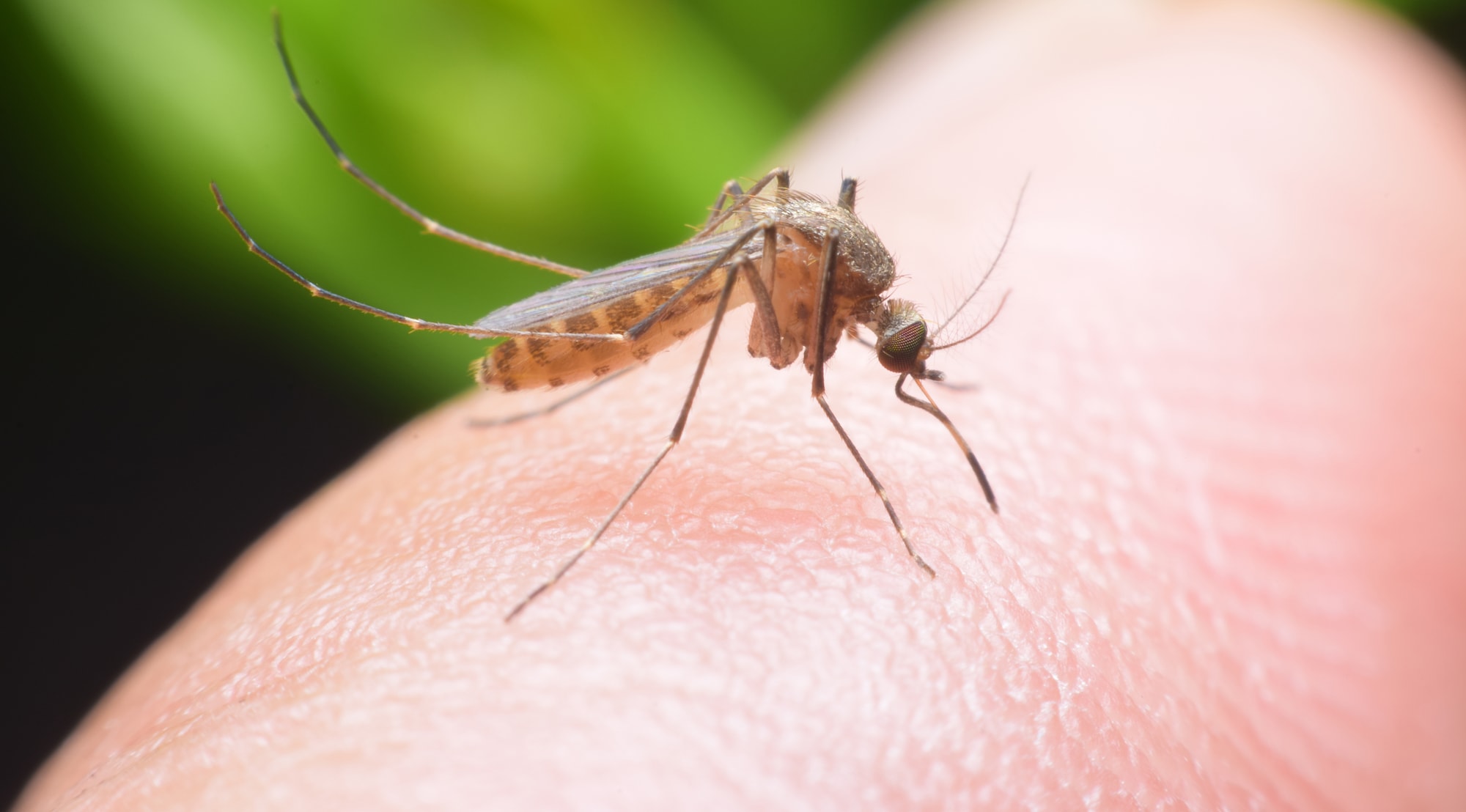 best mosquito deterrent