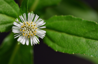Bhringraj Oil - Wonderherb For Hair Fall