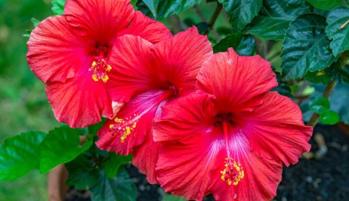 Hibiscus Flowers For Promoting Hair Growth After Pregnancy